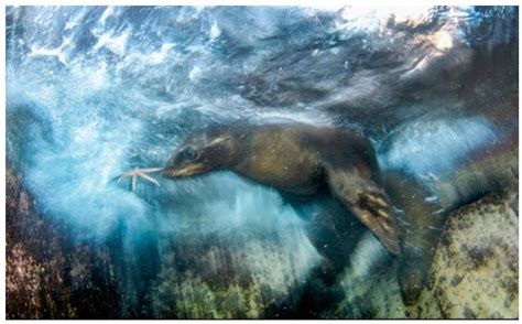 Mexican Luis Javier Sandoval Wildlife Photographer Of The Year