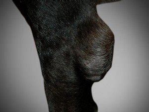 Elbow Hygroma | Texas West Animal Health