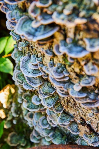 Cobertura De Toras Em Lindos Cogumelos Verdes Pequenos Foto Premium