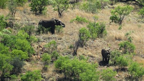 Un Elefante Mata A Un Cazador De Rinocerontes Que Acaba Devorado Por