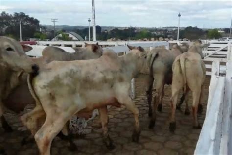 Gado é furtado de madrugada fazendeiro pede ajuda Conteúdo e