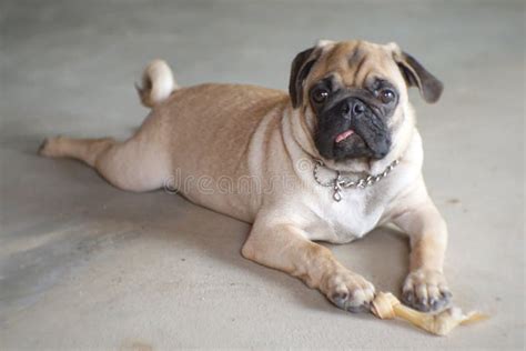 Portrait Of Beautiful Male Pug Puppy Dog Sleep On The Floor Stock Photo