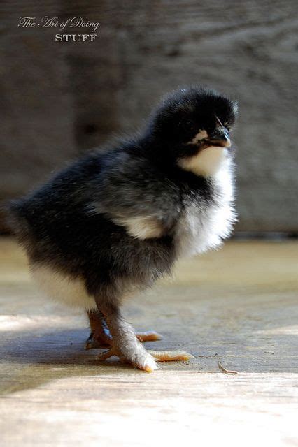 Introducing My Black Copper Marans Chicks Black Copper Marans Black