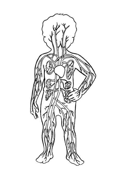 Desenho Do Corpo Humano Para Colorir - 5