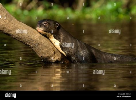 Giant River Otter Pteronura Brasiliensis Stock Photo Alamy