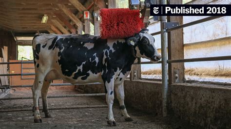 Give A Cow A Brush And Watch It Scratch That Itch The New York Times