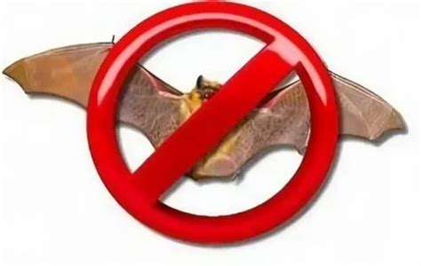 Bat Pest Control Services At Rs Square Feet In Chennai Id