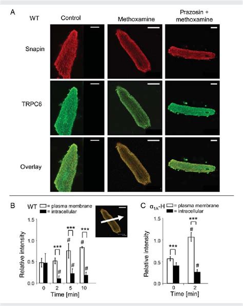 Figure 1 From Regulation Of Murine Cardiac Contractility By Activation