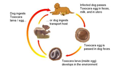 Dog Roundworm Life Cycle