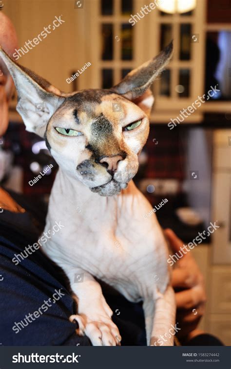 Naked Hairless Cat Breed Sphinx Happily Stock Photo 1583274442