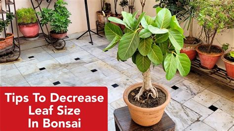 Names Of Top Ficus Bonsai Varieties Banyan Tree Care Tips To Decrease Leaf Size