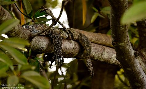 Wildlife along the Gambia river – Ramdas Iyer Photography