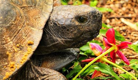 premium photo florida gopher tortoise