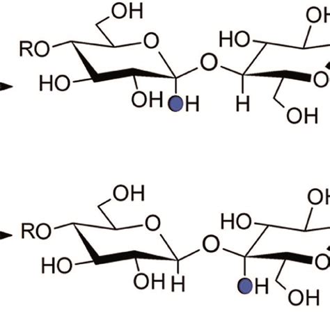 Regioselective Oxidation Of The Glycoside Bond In Cellulose By The Lpmo