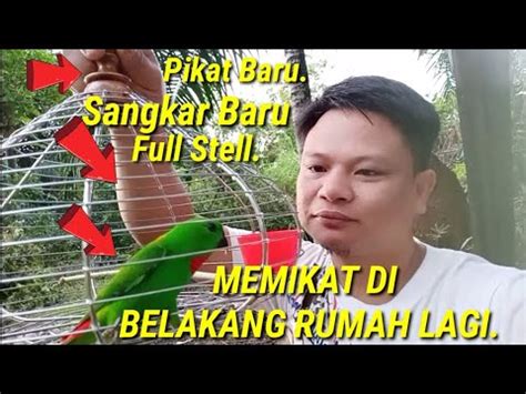 MEMIKAT SERINDIT DI BELAKANG RUMAH LAGI TAPI INI YANG TERJADI ADUH