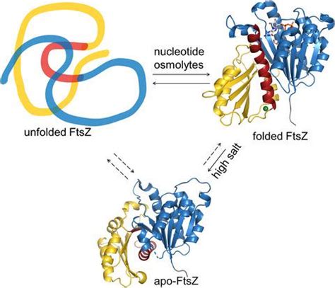 Nucleotideinduced Folding Of Cell Division Protein Ftsz From