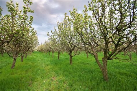 Orchard - spring trees stock photo. Image of flower, color - 7737022