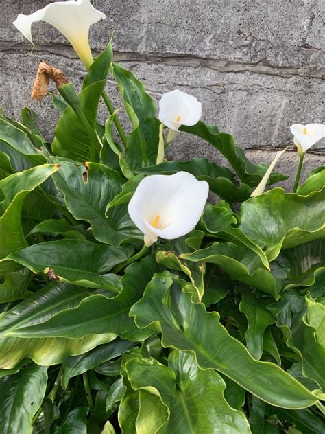 Zantedeschia Aethiopica Crowborough Picturethis