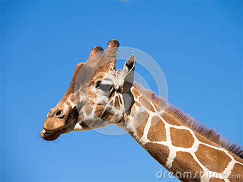 Giraffe Against Blue Sky Stock Image Image Of Long Neck 53052027