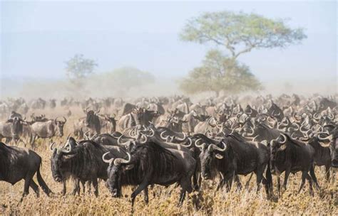 Top Facts About The Great Wildebeest Migration Easy Travel