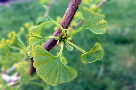 Bourgeon De Ginkgo Biloba En Gemmothérapie Bienfaits