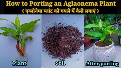 How To Potting Aglaonema Plant गमले में एग्लाओनेमा का पौधा कैसे लगाएं