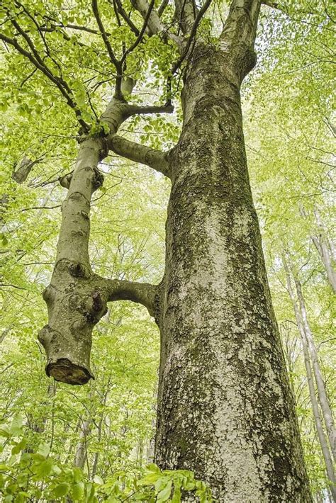 Pin de Pam Anderson en The Spirit of Trees | Fotografía de árboles ...