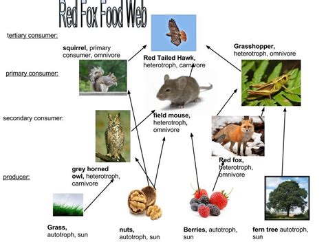 Fox Food Chain To Plant