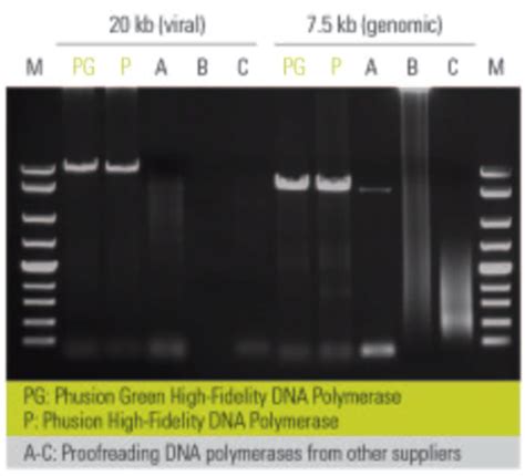 Phusion High Fidelity Pcr Kit Phusion Pcr