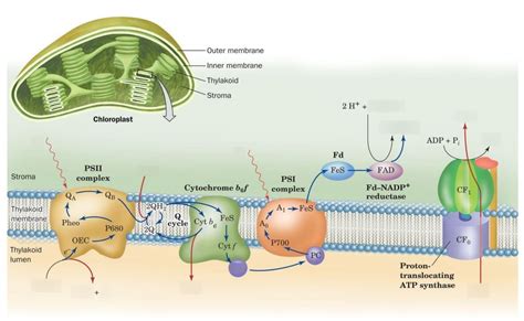 Chapter 19 - Model of Thylakoid Membrane Diagram | Quizlet