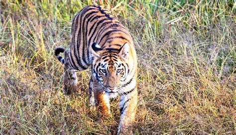 15,000 miles of new roads will cut tiger habitat - Futurity