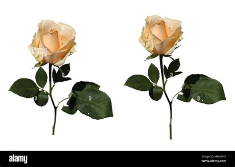 Light yellow / natural white roses with green leaves and stem. There is ...