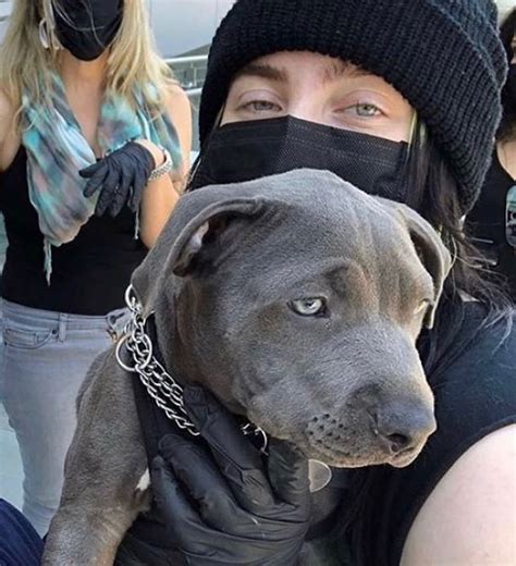 Billie Eilish Dog Shark Jamie Smith