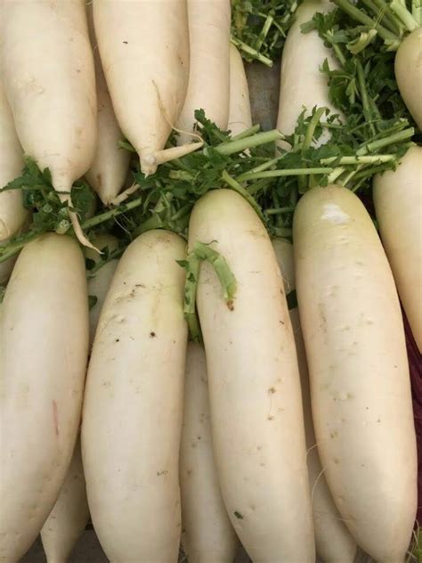 Easy Daikon Radish Recipe 2023 Atonce