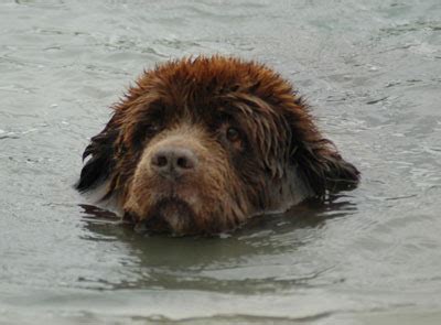 Newfoundland Dog Swimming | [#] Lunawsome