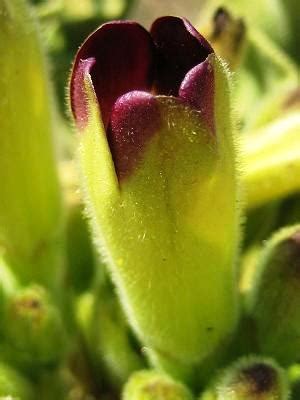 CAUDICIFORM Pachypodium Namaquanum