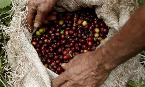 Las Exportaciones De Café De Colombia Caen Un 52 En Mayo Por Bloqueos Viales Minuto30