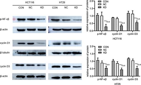 The Effect Of Tlr Gene Knockdown On The Cell Cycle Of Hct And Ht