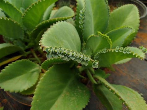 Bryophyllum Pinnatum Is A Succulent Plant Originating From Madagascar This Plant Is Famous For