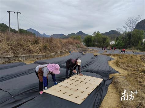 冬闲地不闲！大崀镇农户抢抓农时冬种忙 种植 土地 农业