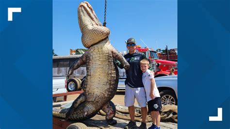 Hunters Catch Pound Gator In Central Florida Alive