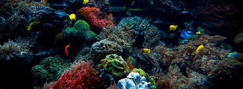 5 Facts About Coral Reefs You Didnt Know