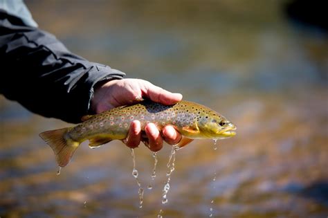 Jeremy Hamilton Fly Fishing Small Brown Trout In The Hand Colorado