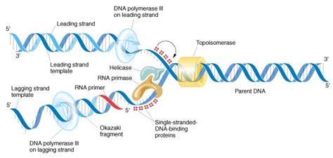 Dna Replication Semiconservative images : Biological Science Picture ...