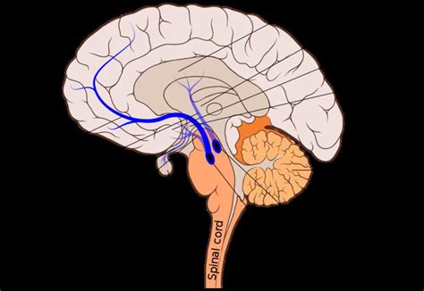 Mesocortical pathway - Alchetron, The Free Social Encyclopedia