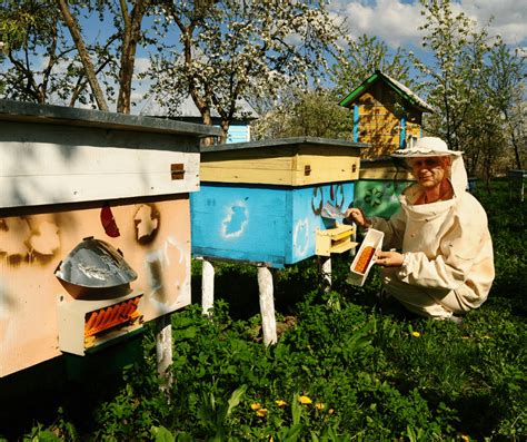 Sun Or Shade Where Should You Place Your Beehive