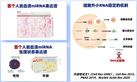 Microrna