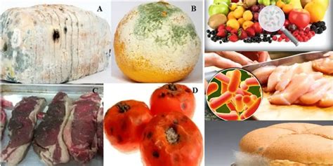 Microbial Food Spoilage Causes Classification Process Factors Biology Notes Online