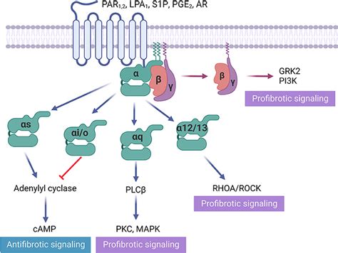 Frontiers Targeting Gpcrs To Treat Cardiac Fibrosis