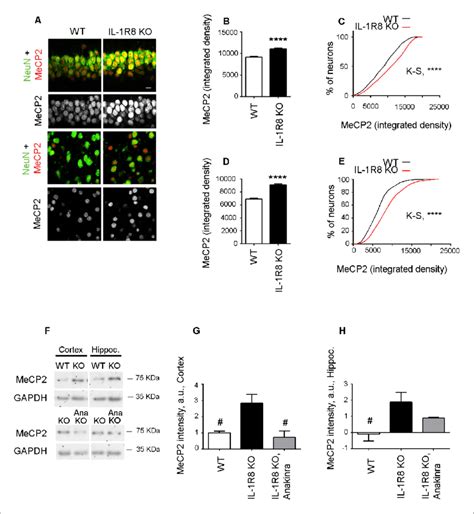 Higher MeCP2 levels in the brain of IL-1R8 KO mice. (A) Representative ...